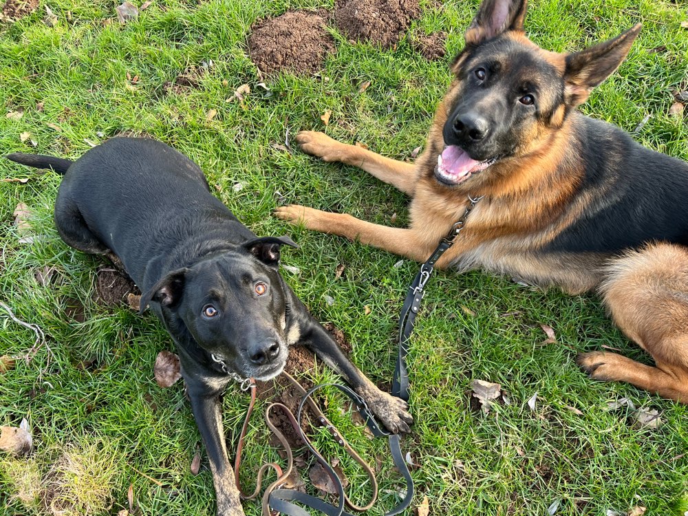 Hundetreffen-Treffen zum Spielen im Feld-Profilbild
