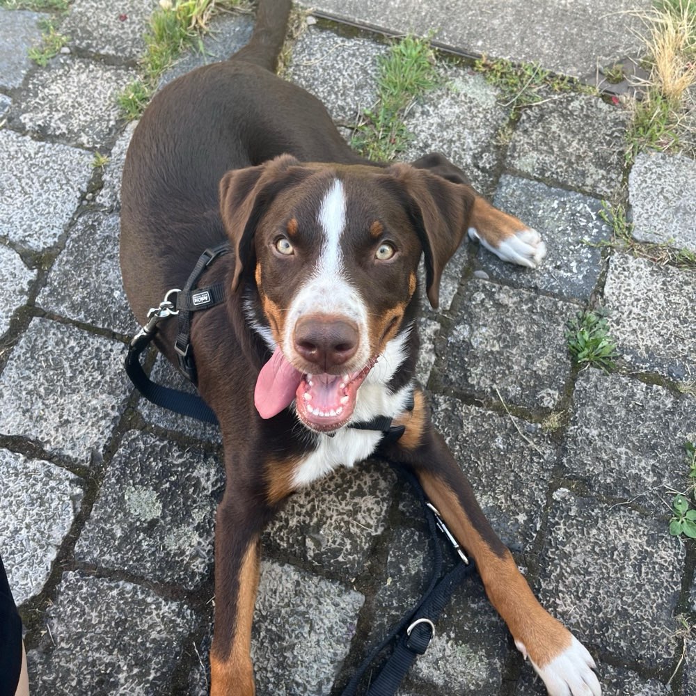 Hundetreffen-Spielrunde für Junghunde 🐶🌪️💥-Profilbild