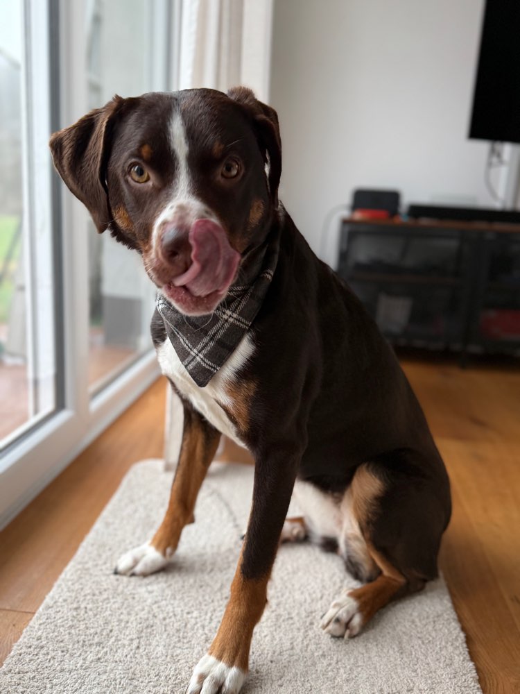 Hundetreffen-Gassi-Runden 🦮 um Rösrath-Profilbild