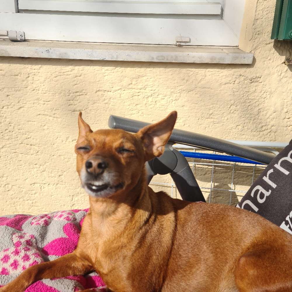 Hundetreffen-Treffen zum Gassi gehen-Profilbild