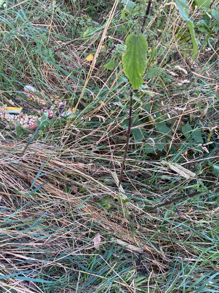 Giftköder-Möglicherweise Giftköder-Profilbild