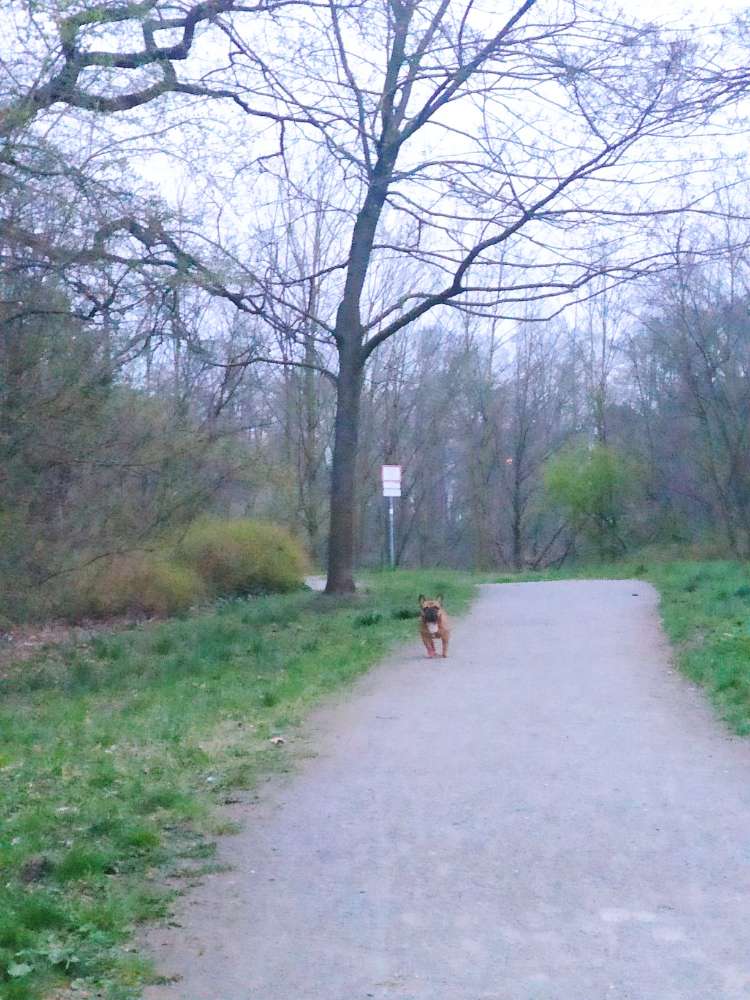 Giftköder-Halterloser Hund greift an-Profilbild