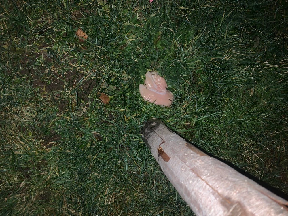 Giftköder-Fleisch ausgelegt-Profilbild