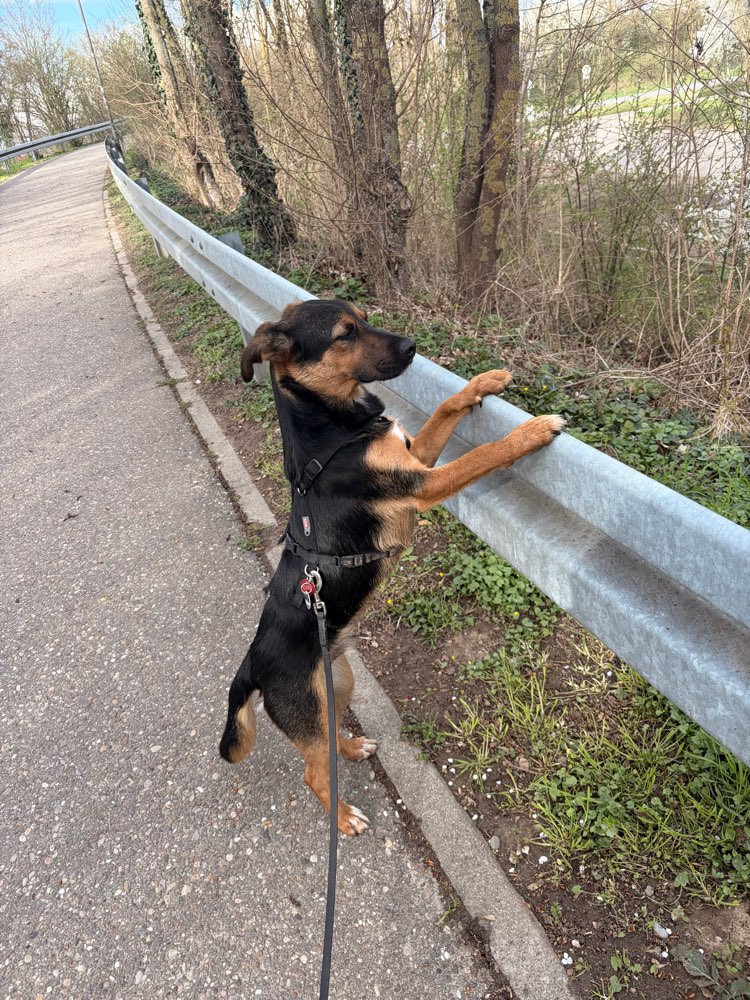 Hundetreffen-Gassi- und Spielfreund für Hajo-Profilbild