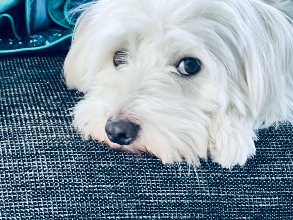 Hundetreffen-Charlie sucht Hundefreunde-Profilbild