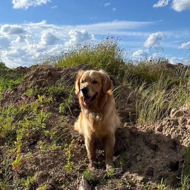 Hundetreffen-Gemeinsame Spaziergänge-Profilbild