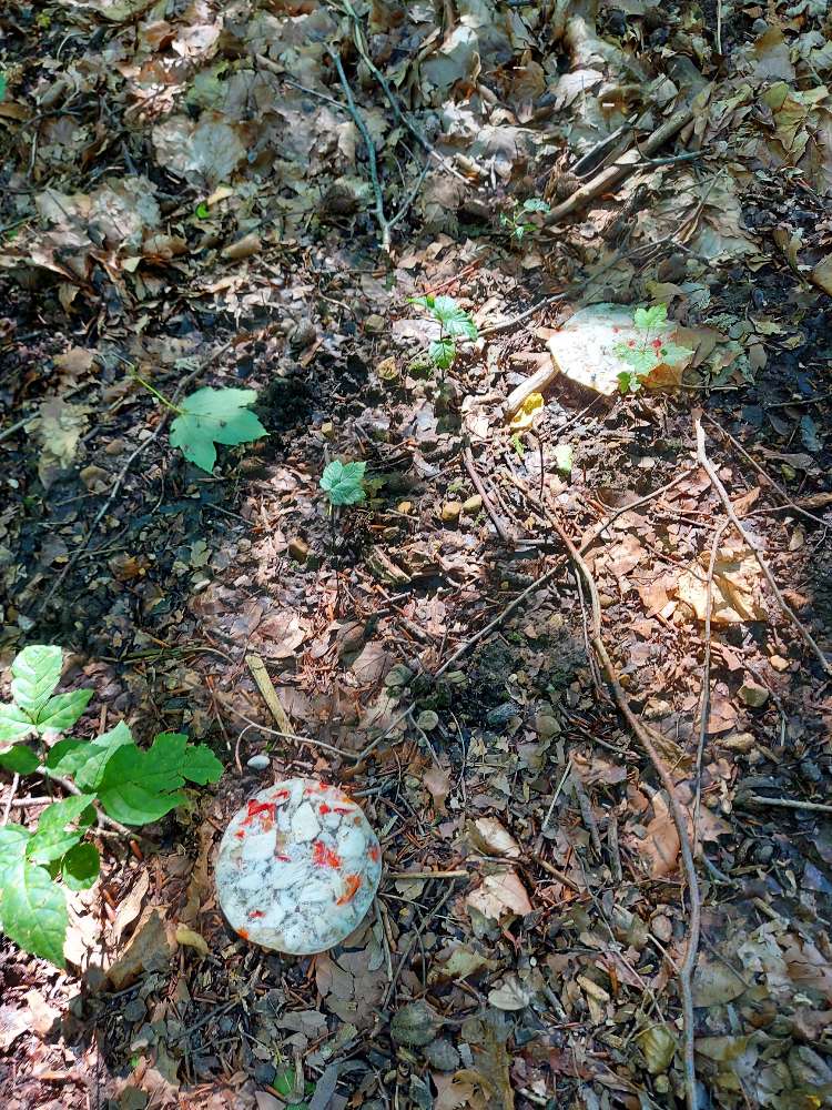 Giftköder-Verschiedene Fleischsorten und Würste-Profilbild