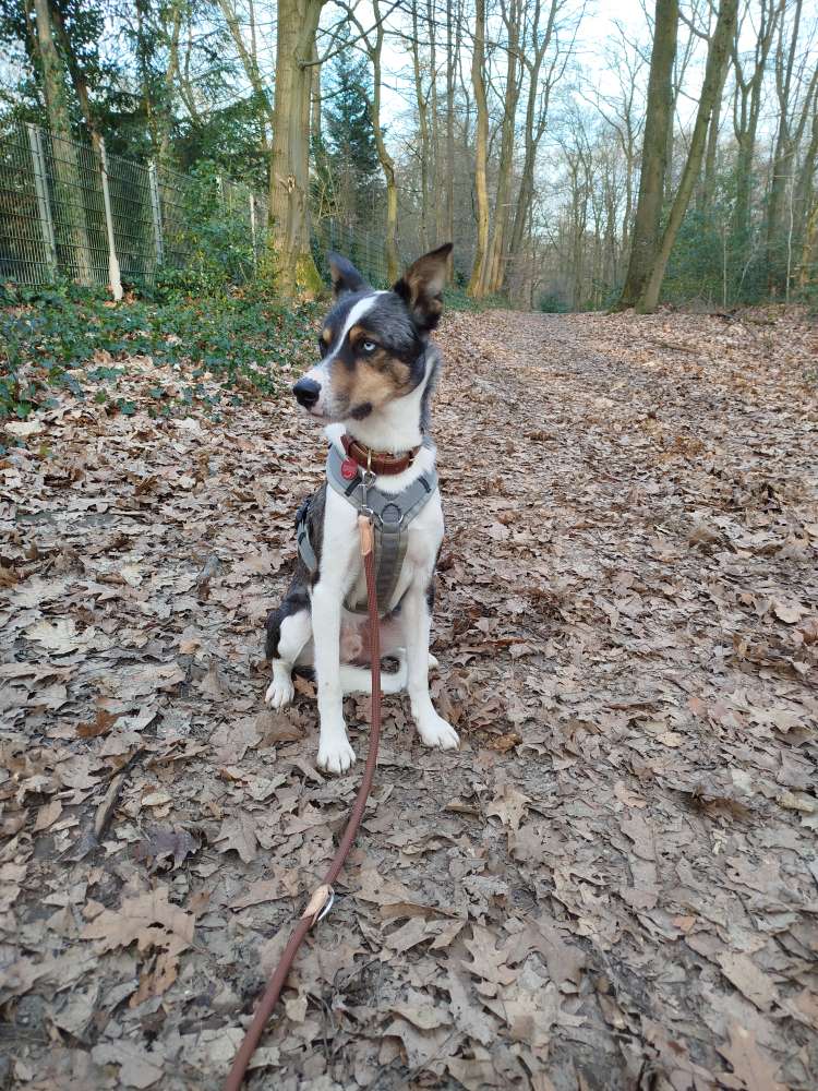 Hundetreffen-Suchen neue Spielkameraden-Profilbild