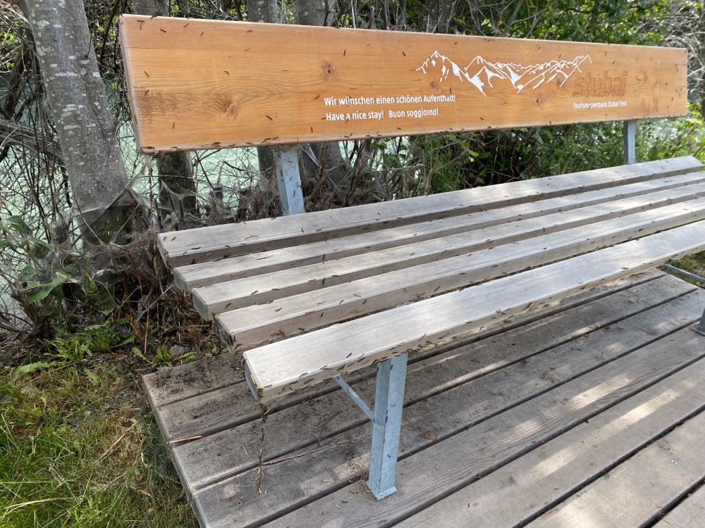 Giftköder-Seidenspinner Raupe-Profilbild