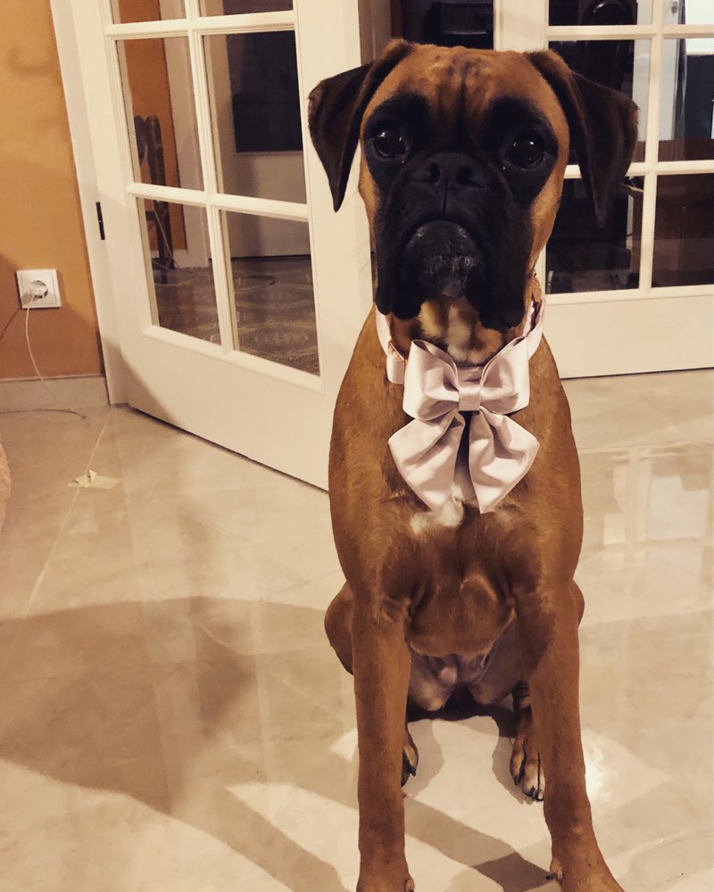 Hundetreffen-Junghunde treffen-Profilbild