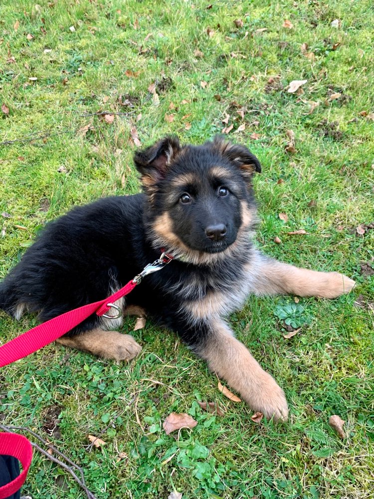 Hundetreffen-Welpentreff in Koblenz und Umgebung-Profilbild