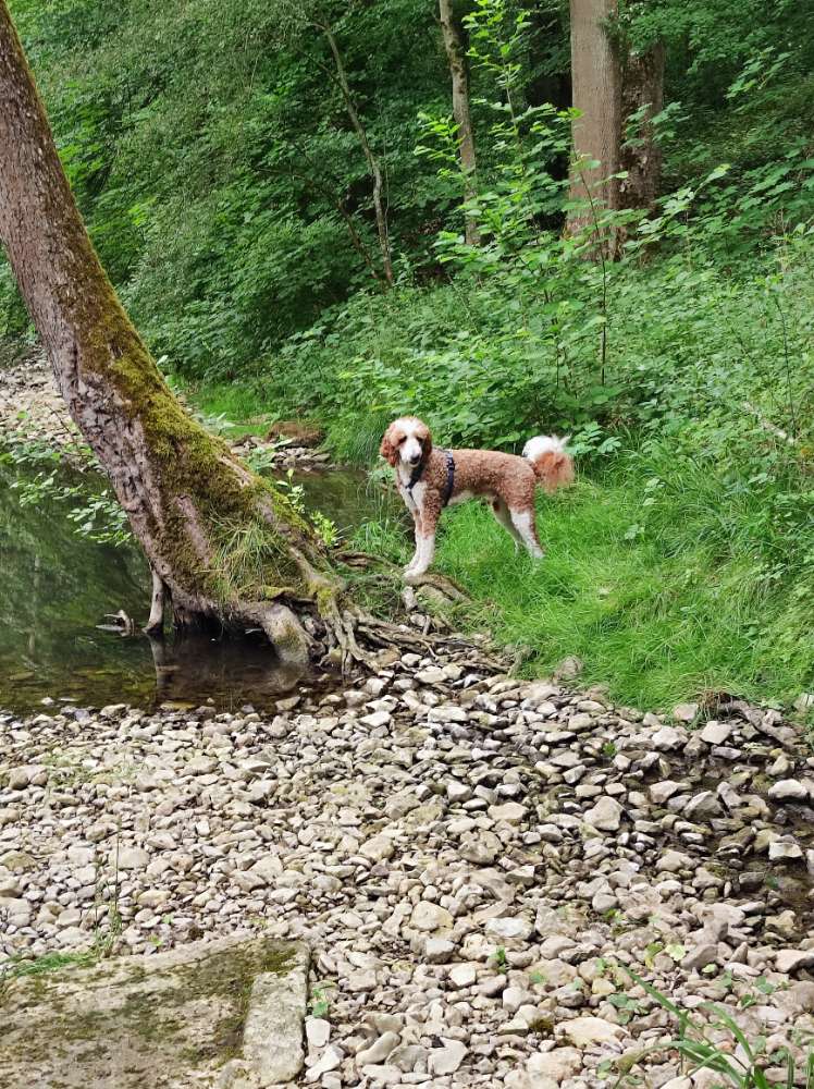 Hundetreffen-Wandern in der Umgebung-Profilbild