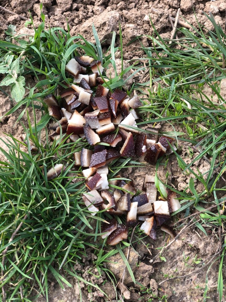 Giftköder-Vermutlicher Giftköder-Profilbild