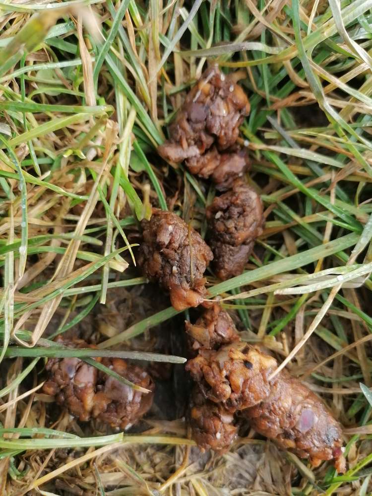 Giftköder-unbekanntes im Feld.-Profilbild