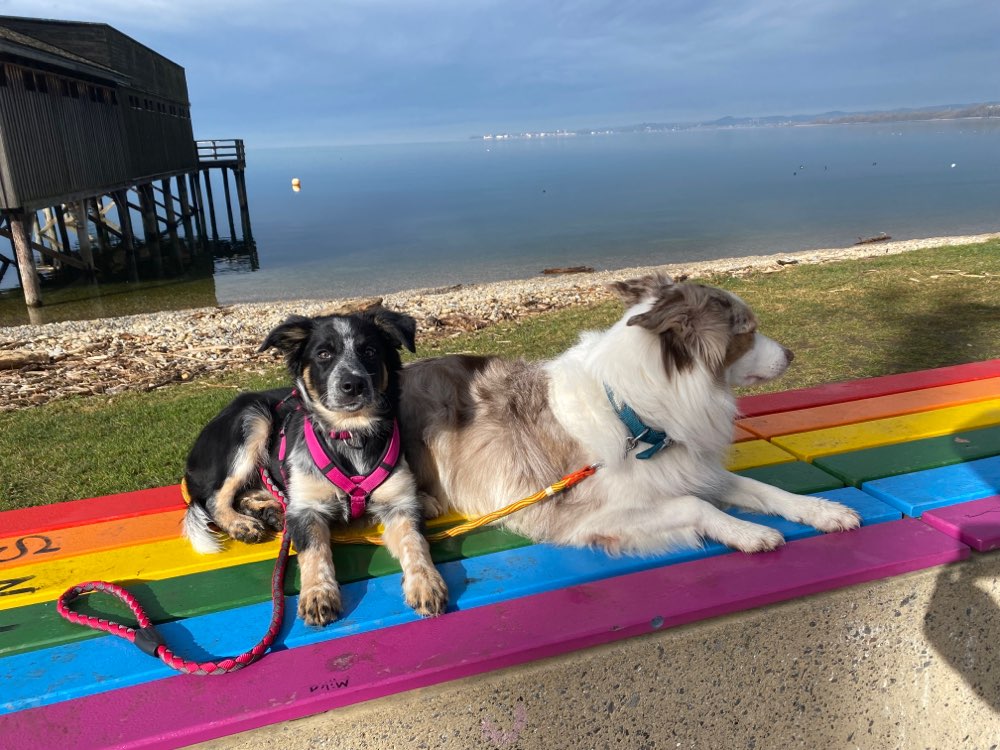 Hundetreffen-Gemeinsam trainieren-Profilbild