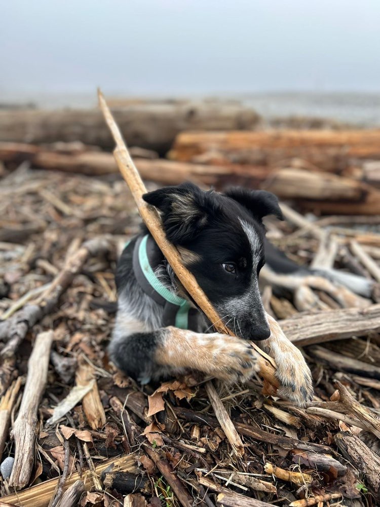 Hundetreffen-Welpentreffen u. Gassifreunde-Profilbild