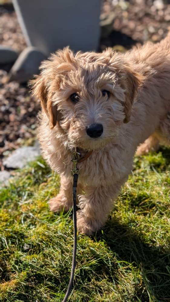 Hundetreffen-Welpentreffen 🐶🐾-Profilbild