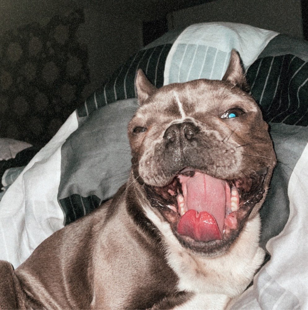 Hundetreffen-Bullytreff-Profilbild
