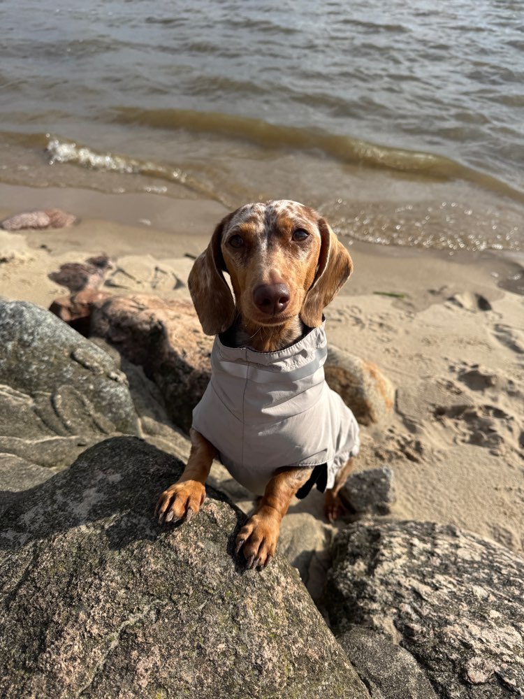 Hundetreffen-Gemeinsame Spaziergänge mit kleinen Hunden im Hamburger Westen-Profilbild