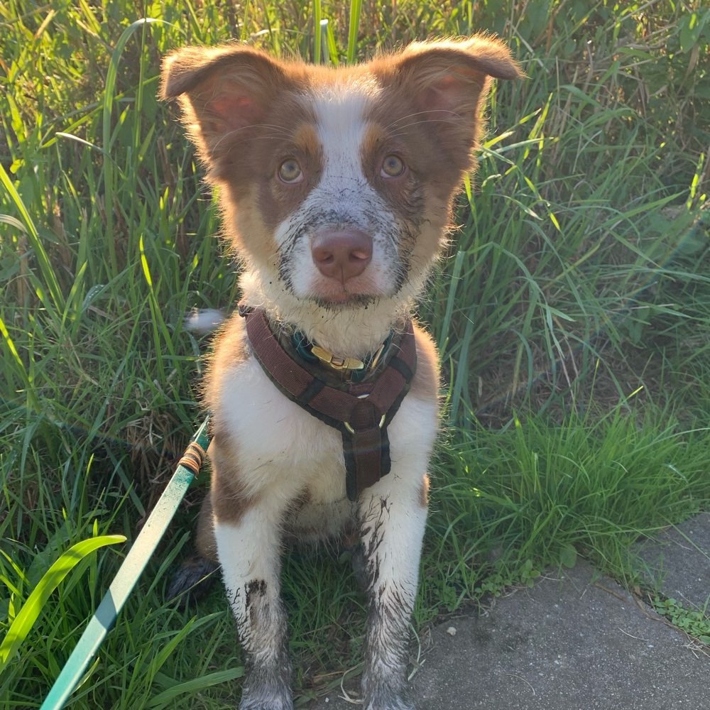 Hundetreffen-Hundetreffen in Wedel-Profilbild