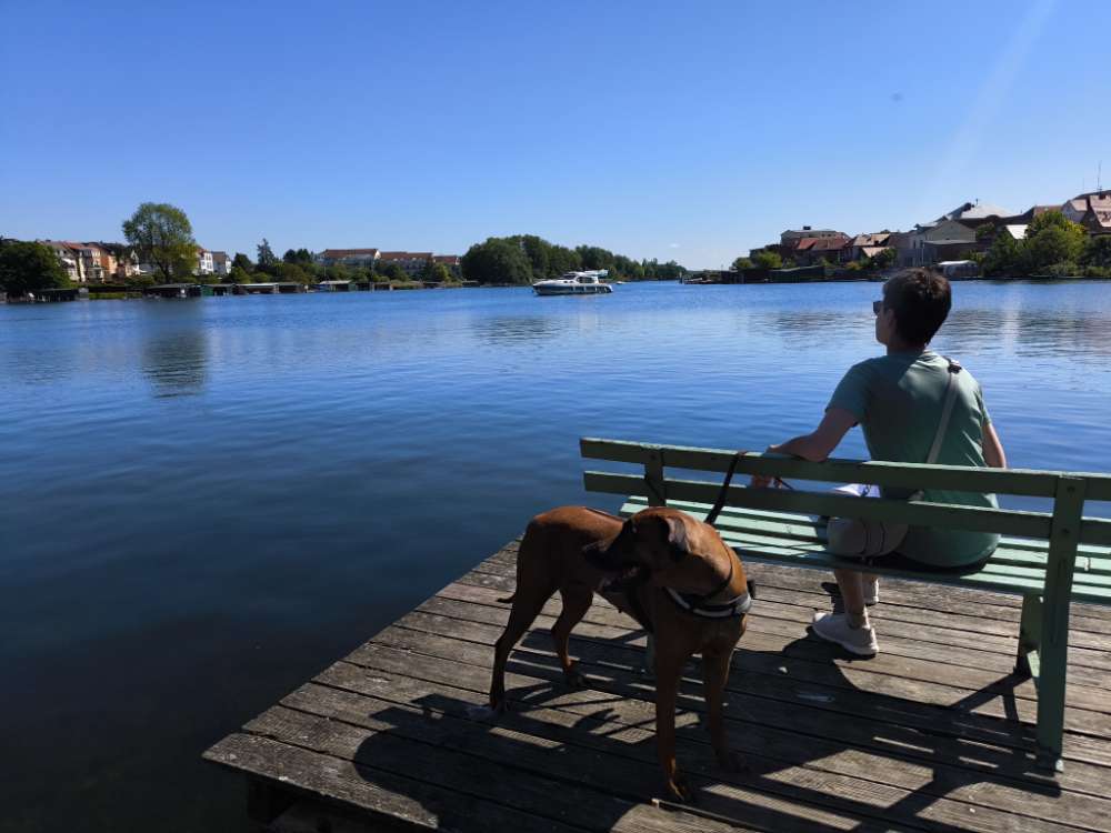 Hundetreffen-Treffen mit Ridgebacks-Profilbild