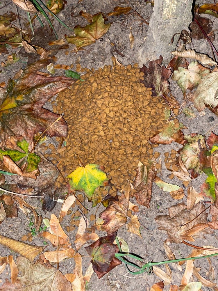 Giftköder-Möglicherweise Giftköder-Profilbild