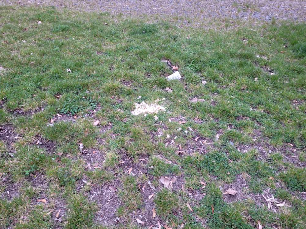 Giftköder-Brötchenreste  mit gelben Pulver!!!!-Profilbild