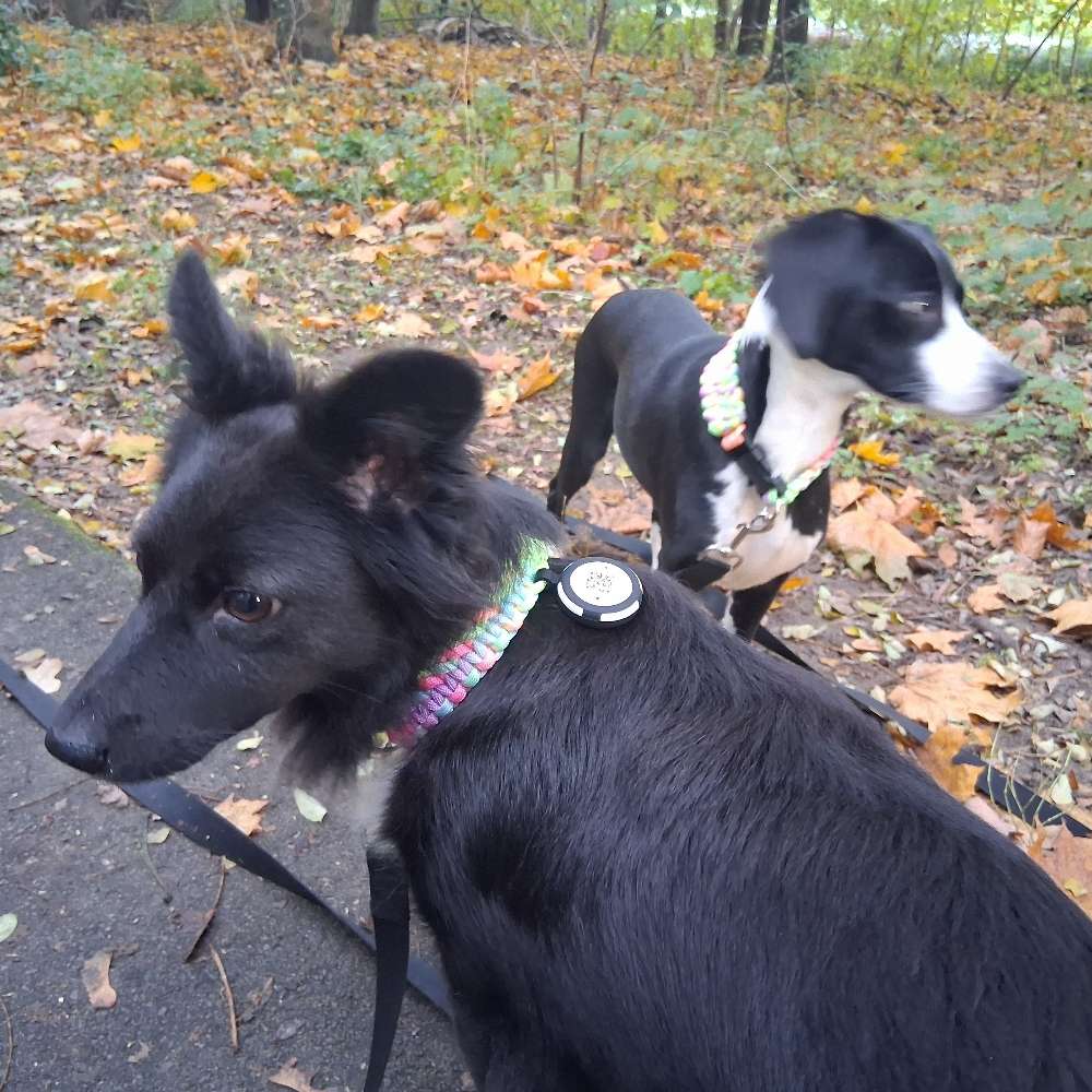 Hundetreffen-Gemeinsame Runden-Profilbild