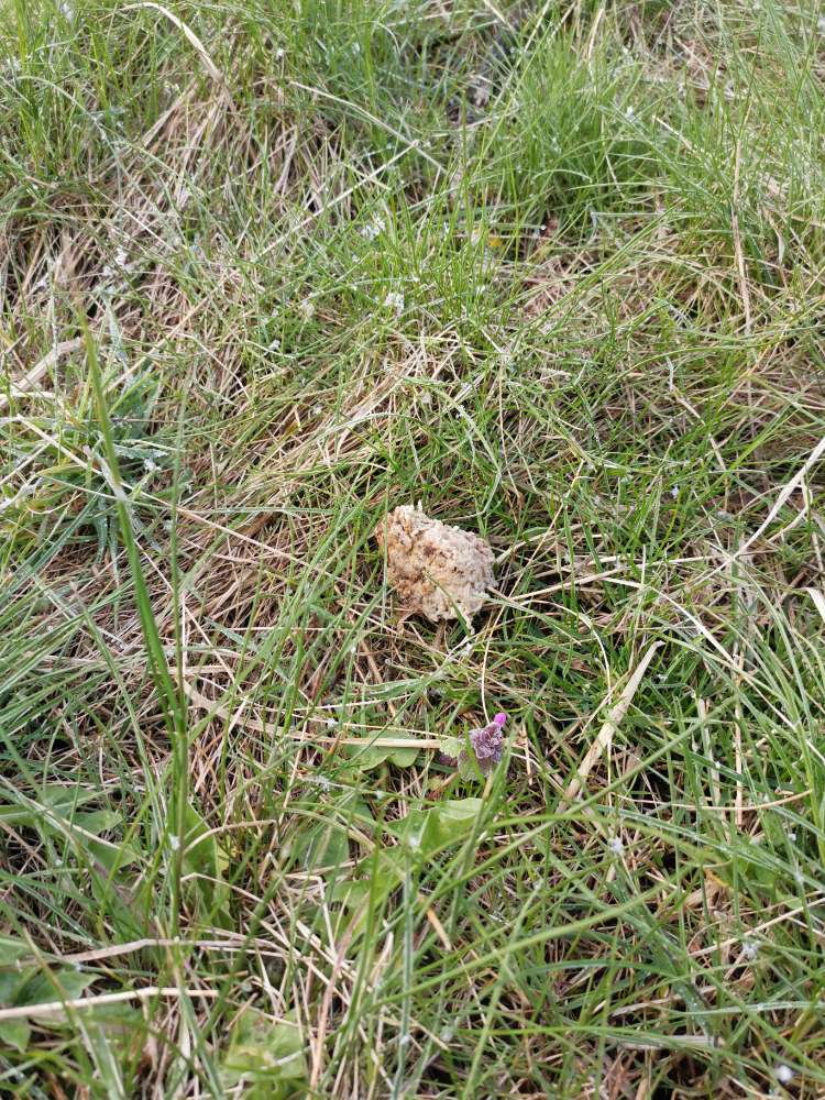 Giftköder-Vermutlich ein Giftköder-Profilbild