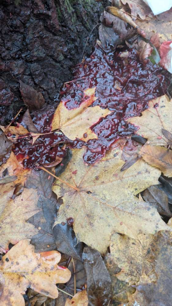 Giftköder-Blut oder ähnliches-Profilbild