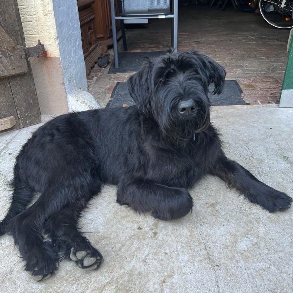 Hundetreffen-Zorro sucht Spielkameraden-Profilbild