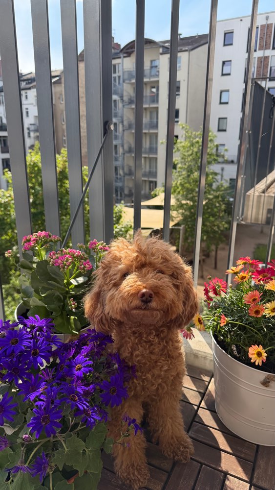 Hundetreffen-Spiel- oder Spazierfreund/in für Nova🌸-Profilbild