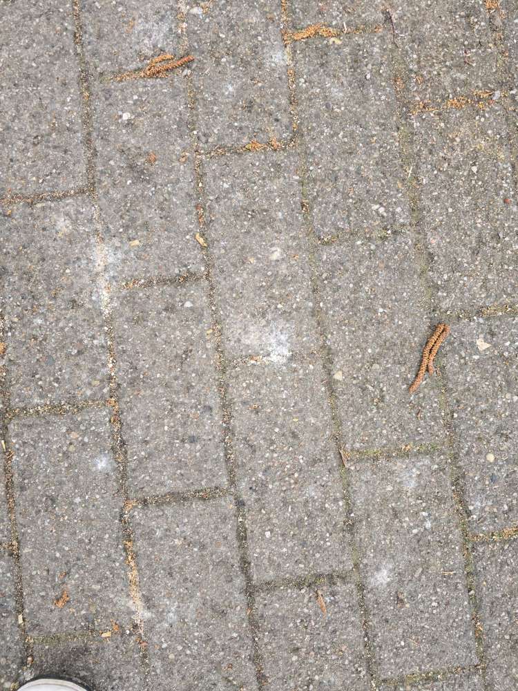 Giftköder-Vermutlich Rattengift-Profilbild