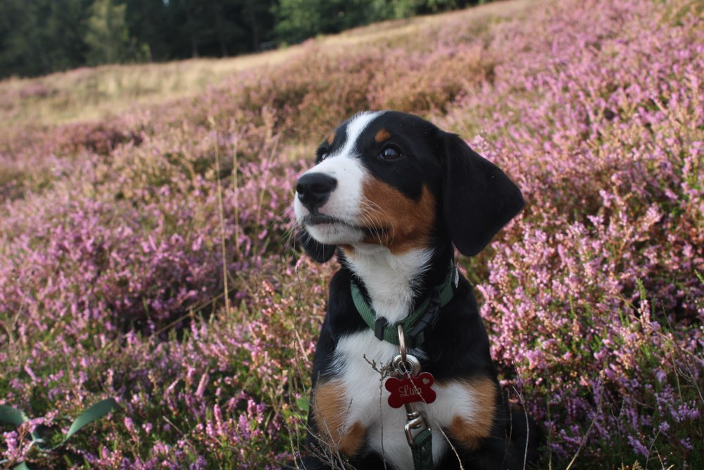 Hundetreffen-Spielrunde, Gassirunde, Sozialisierung-Profilbild