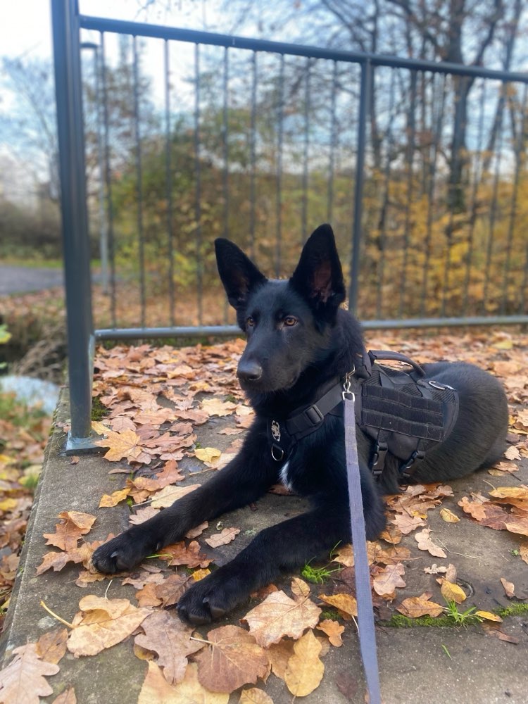 Hundetreffen-Hundetreffen in Gießen-Profilbild