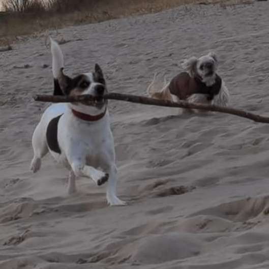 Hundetreffen-Spielstunde am abbenflether Strand-Profilbild