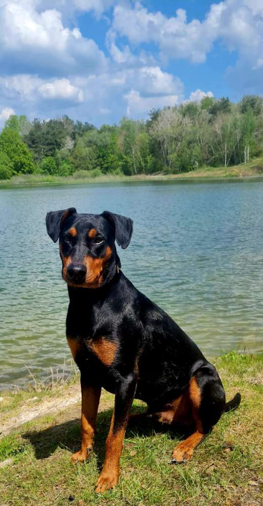 Hundetreffen-Welpen und Junghunde Kenn an der Mosel-Profilbild