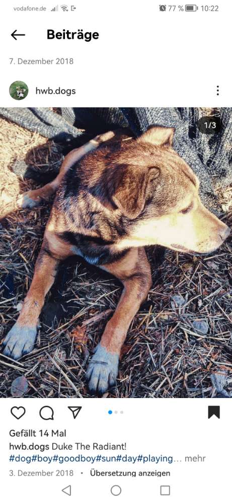 Hundetreffen-Suche nach Duke aus dem Tierschutz-Profilbild