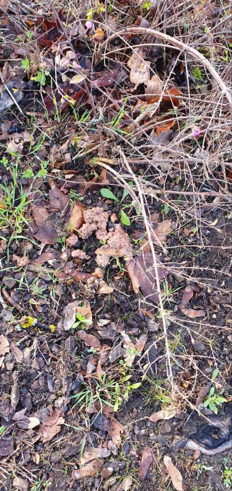 Giftköder-Evtl.Giftköder in Neureut-Profilbild