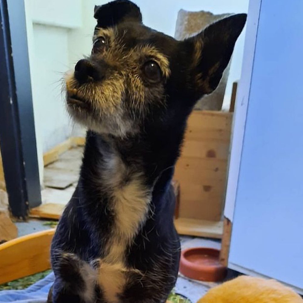 Hundetreffen-Gassi- Runde Weststadt-Profilbild