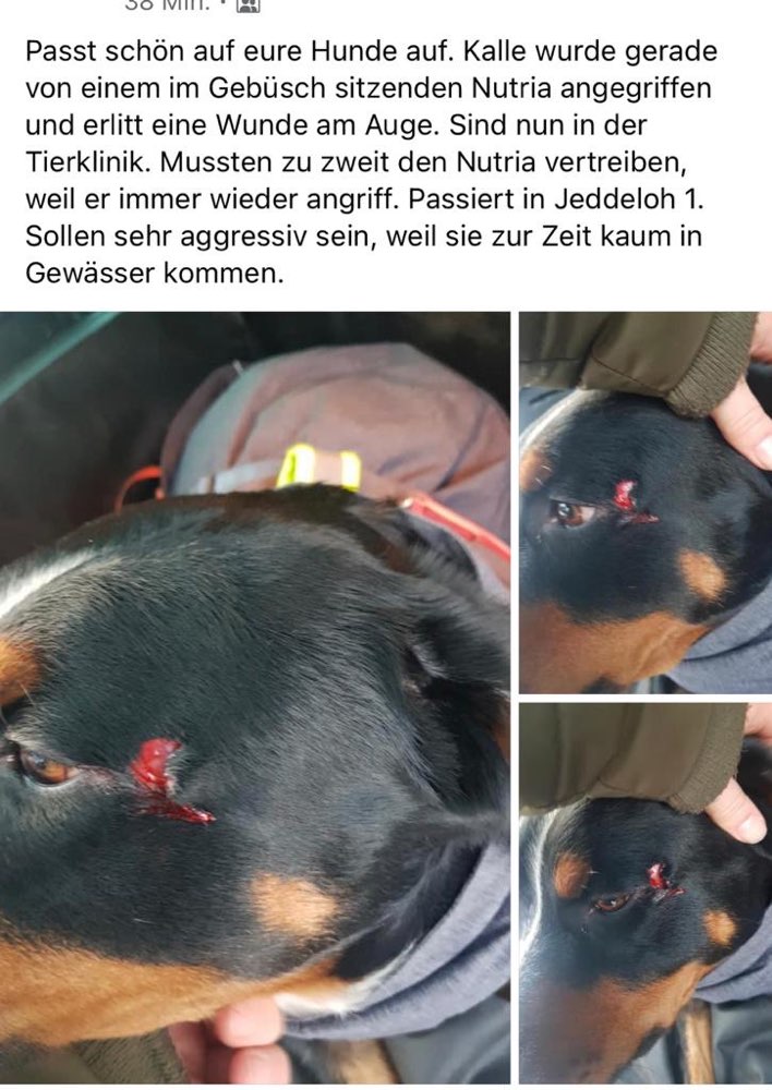 Giftköder-Nutria-Angriff-Profilbild