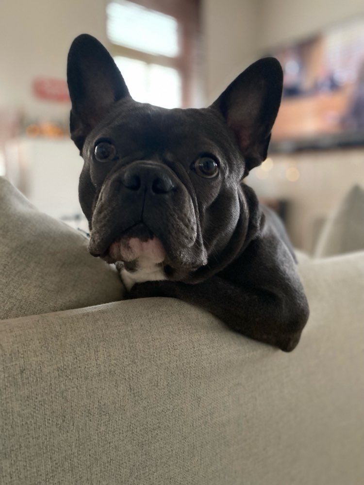 Hundetreffen-Spielerunde-Profilbild