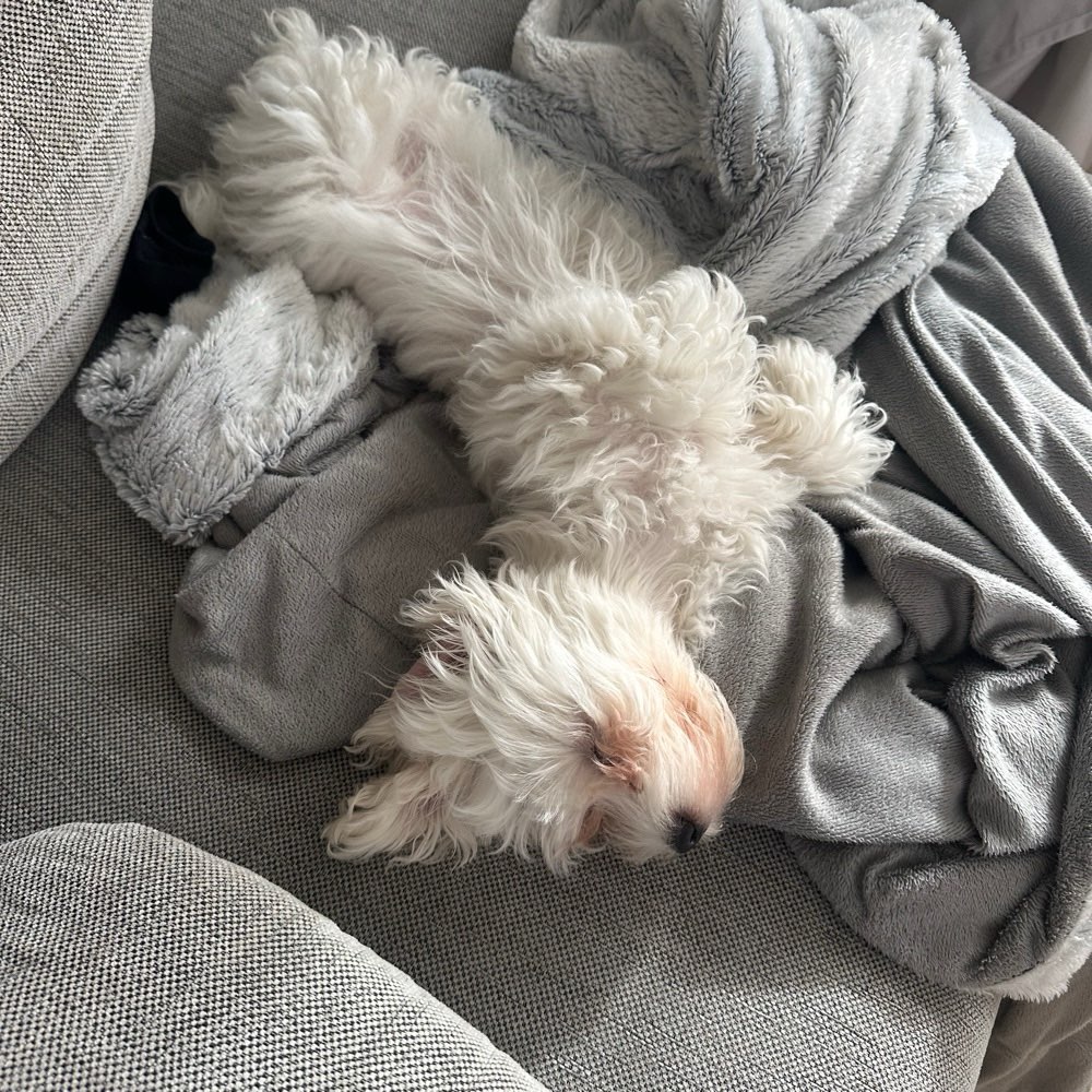 Hundetreffen-Gassirunde für Sozialisierung :)-Profilbild