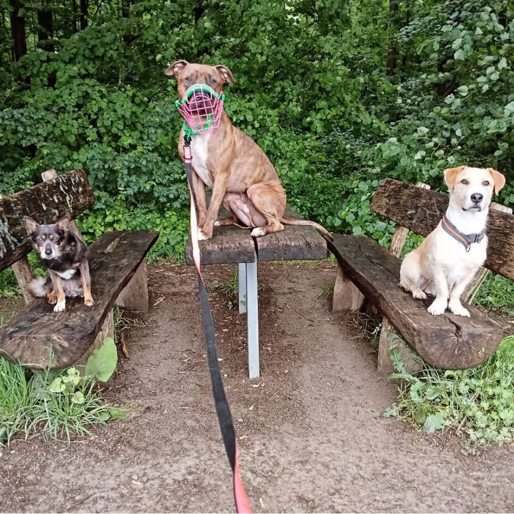 Hundetreffen-Gemeinsame Gassi Runden-Profilbild