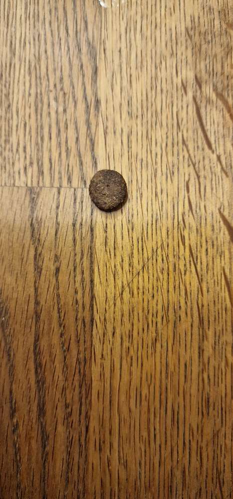 Giftköder-Trockenfutter-Profilbild