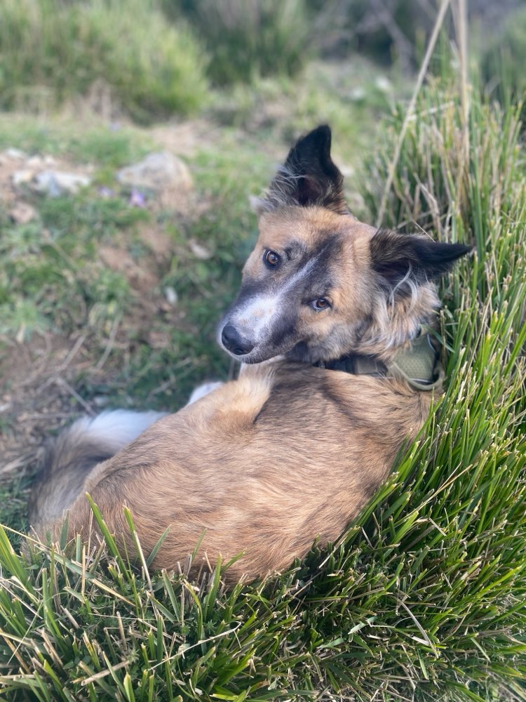 Hundetreffen-Kontrollierte Begegnungen für reaktive Hunde (ab Mai, Berlin)-Profilbild