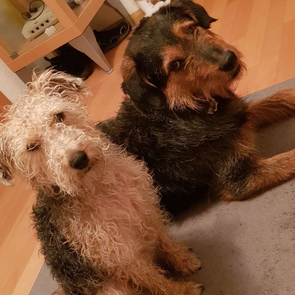Hundetreffen-Spontanes Gassi gehen-Profilbild