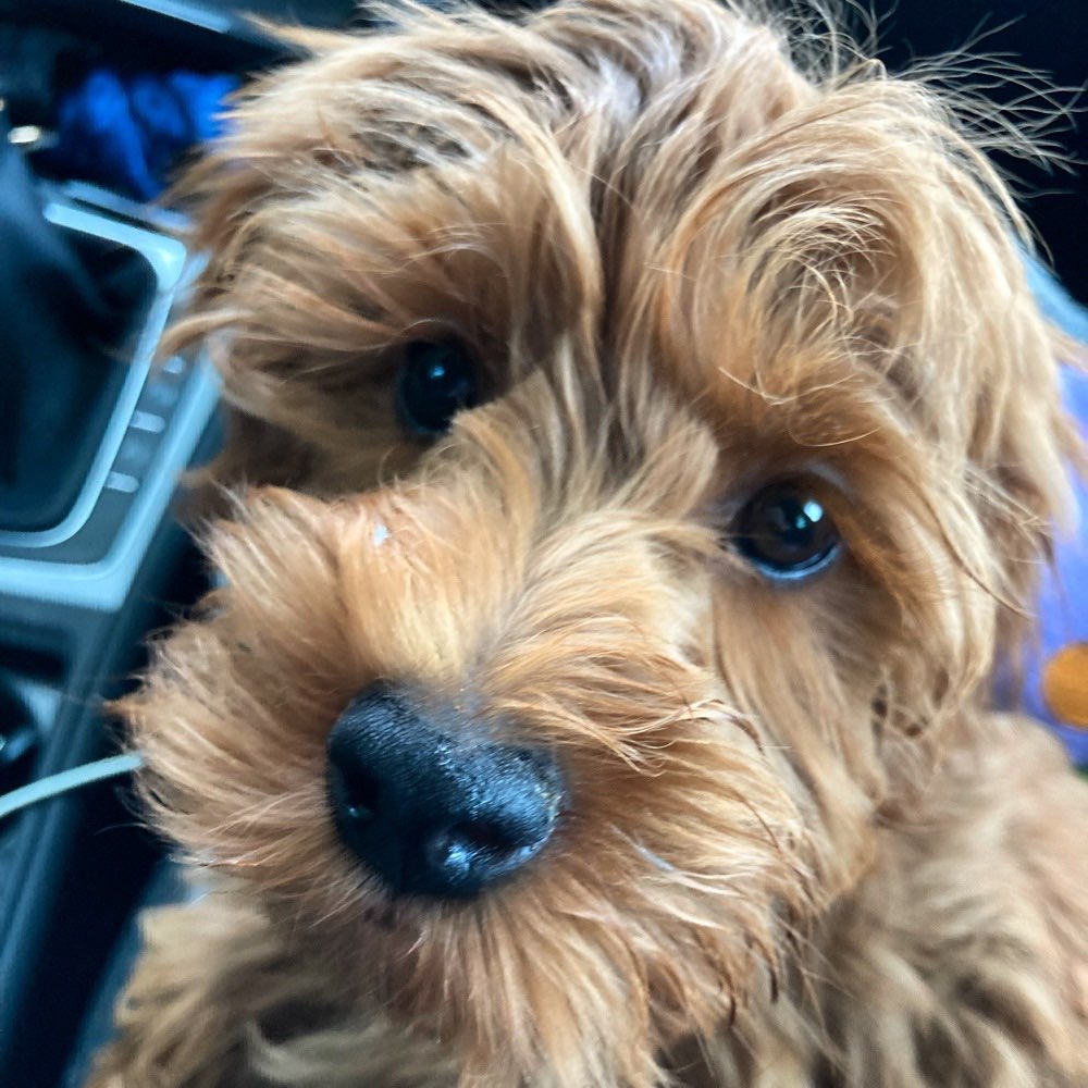 Hundetreffen-Welpentreffen kleine Hunde-Profilbild