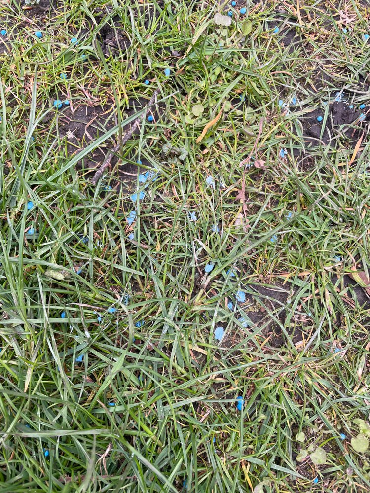 Giftköder-Schneckenkorn-Profilbild