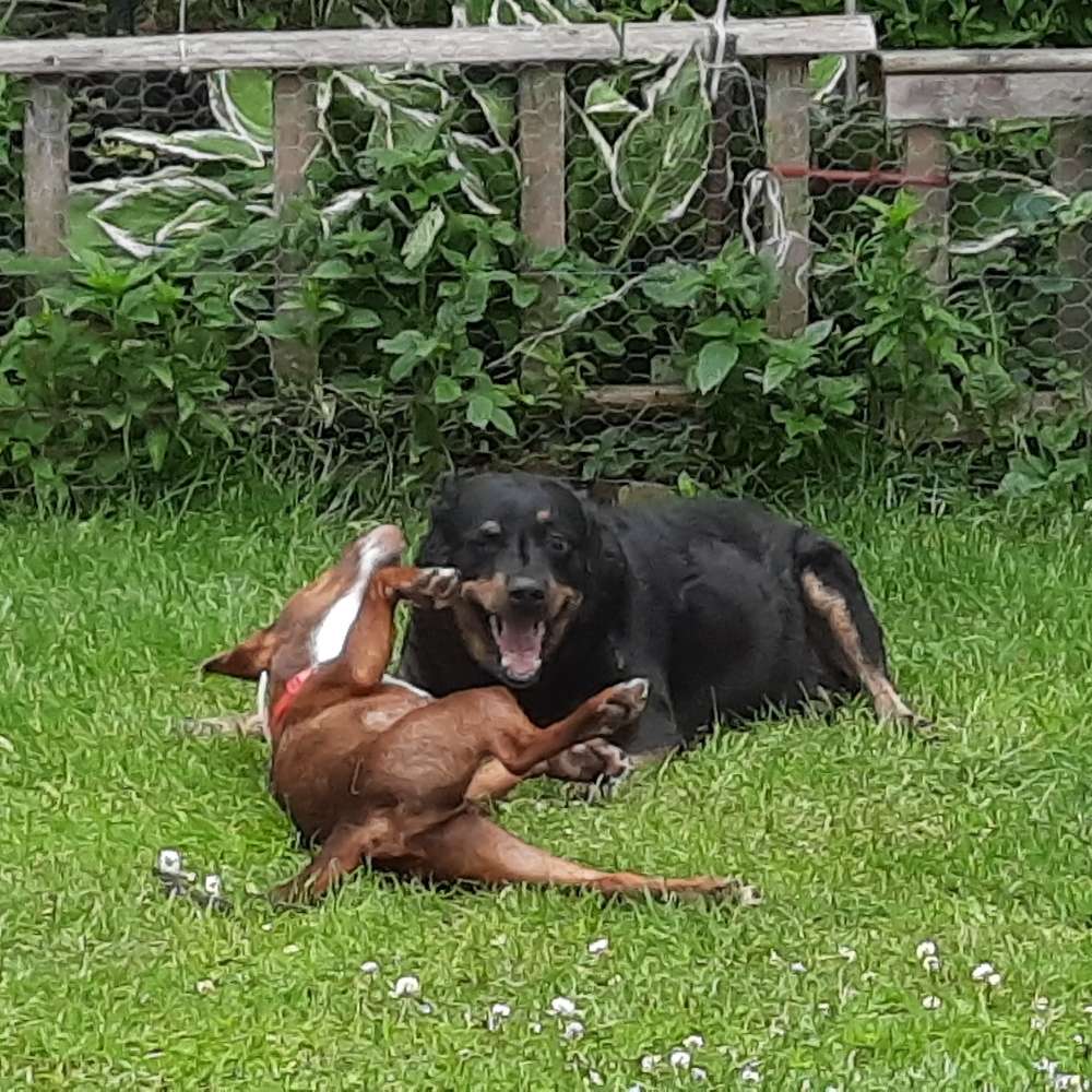 Hundetreffen-Spielkameraden und Gassi Freunde gesucht-Profilbild